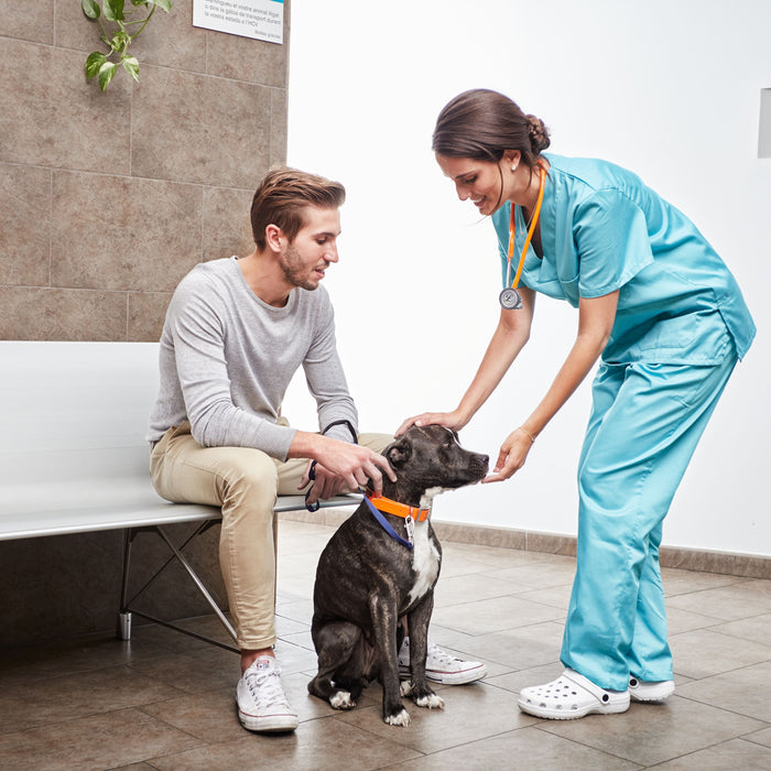 Polifagia en perros: causas y evaluación diagnóstica