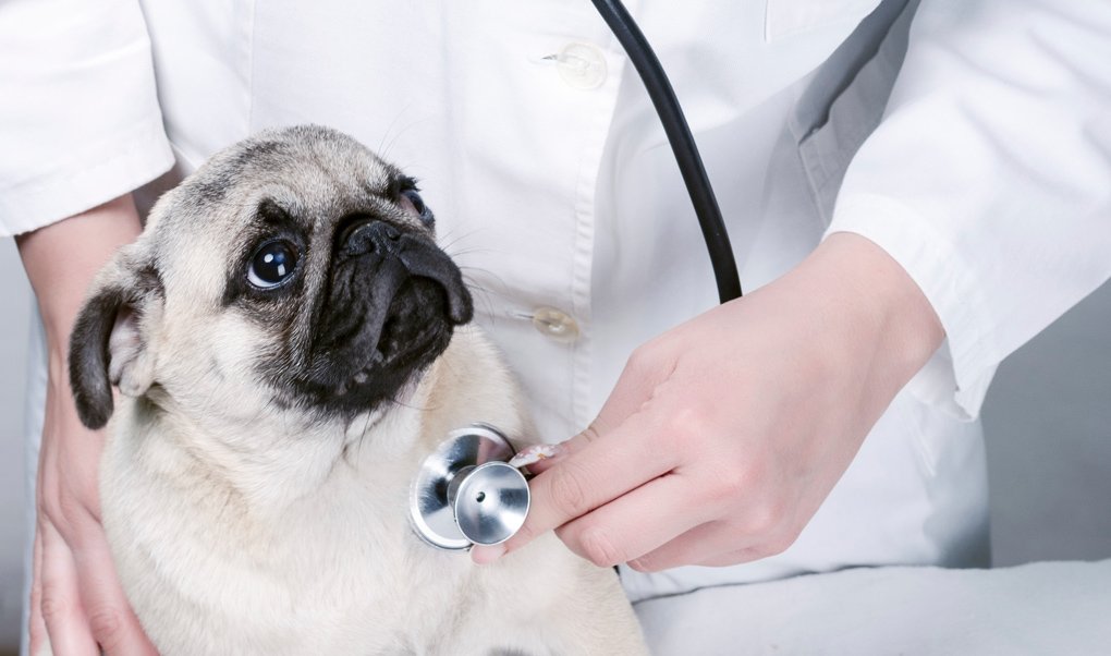 Insulinoma en perros: signos clínicos, diagnóstico y tratamiento