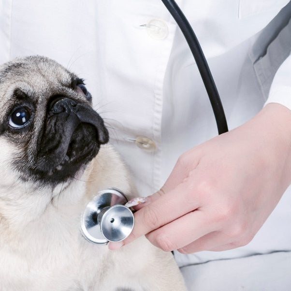 Insulinoma en perros: signos clínicos, diagnóstico y tratamiento
