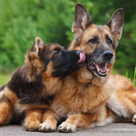 ¿Cuándo decidir cambiar un alimento de cachorro a adulto?