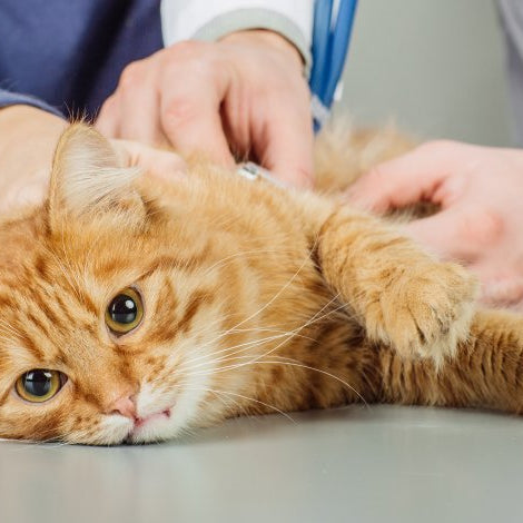 Inmunodeficiencia gatos: causas, diagnóstico y tratamiento