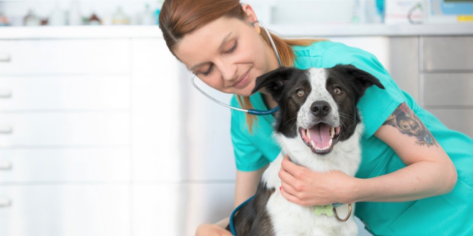 Reacción alérgica en perros: ¿que hago?