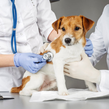 Osteosarcoma en perro: diagnóstico y opciones terapéuticas
