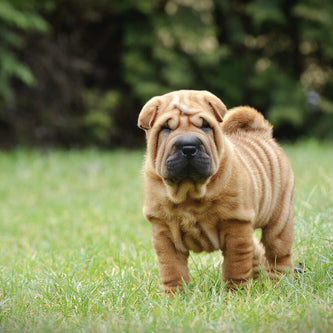 Fiebre del Shar pei: del corvejón al riñón