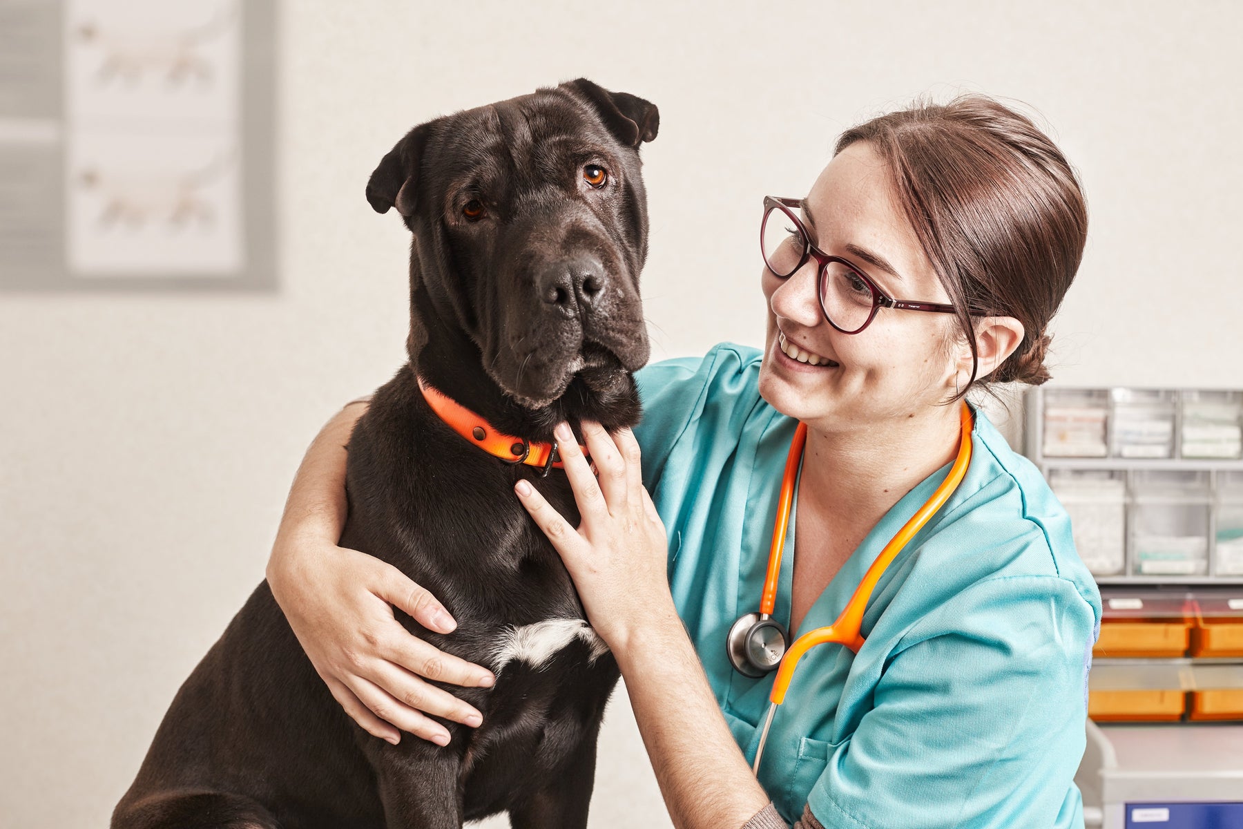 Conducto arterioso persistente en perros: diagnóstico y tratamiento