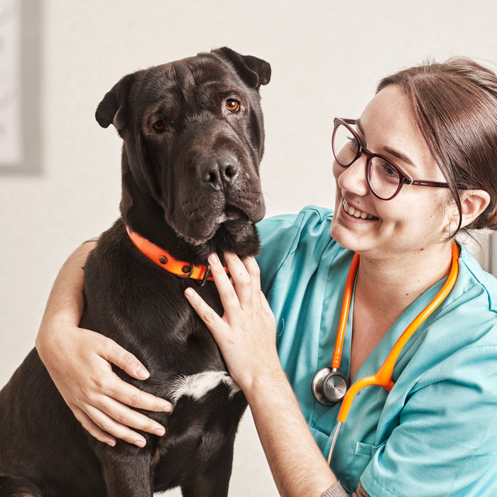 Conducto arterioso persistente en perros: diagnóstico y tratamiento