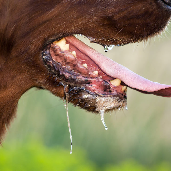 Rabia en perros: ¿qué tengo que saber?