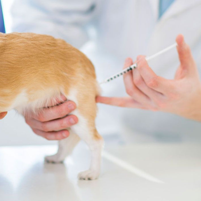 Vacunas obligatorias perros: ¿Cuáles son y cuándo ponerlas?