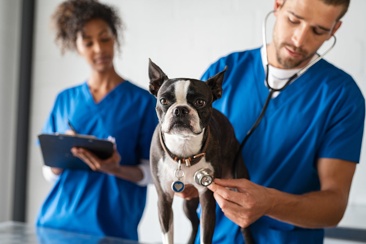Carcinoma de células escamosas en perro: diagnóstico y manejo