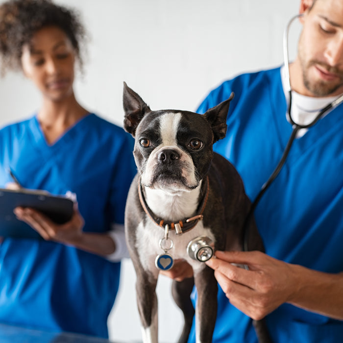 Carcinoma de células escamosas en perro: diagnóstico y manejo