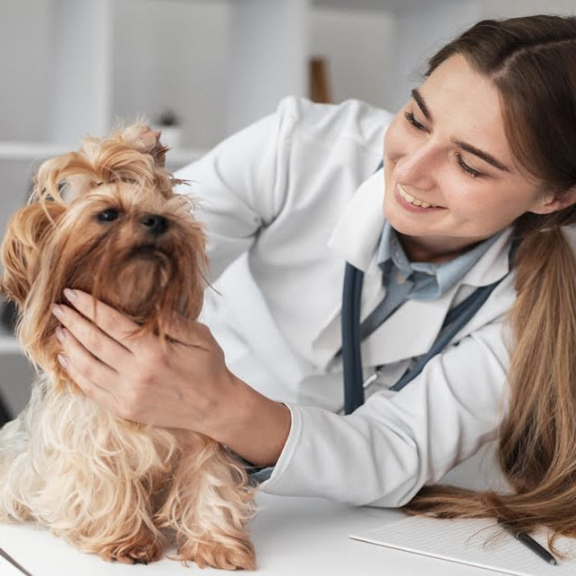 Gastroenteritis en perros: Tratamiento del síndrome del intestino irritable