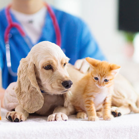 Sarna demodécica en perro y gato: diagnóstico y tratamiento