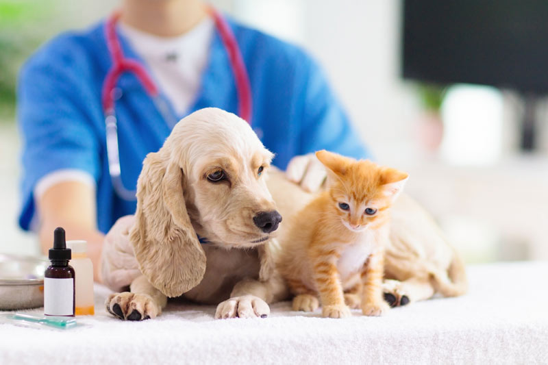 Sarna demodécica en perro y gato: diagnóstico y tratamiento