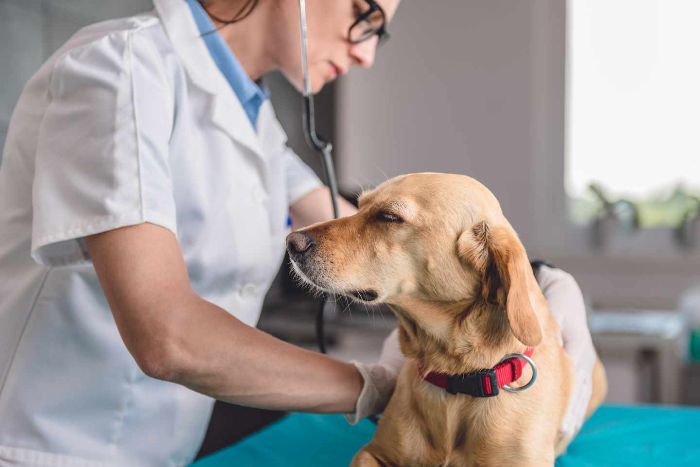 Verrugas en perros: revisión de la papilomatosis canina