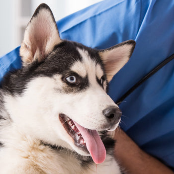 Desinfectantes de heridas en perros: recomendaciones de uso