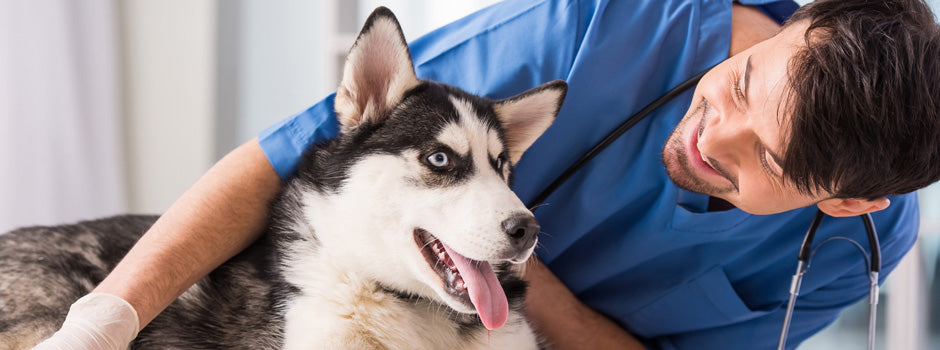 Desinfectantes de heridas en perros: recomendaciones de uso