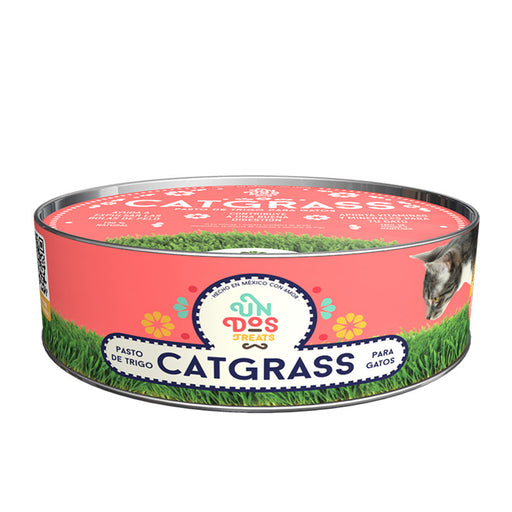 Catgrass de Trigo, Pasto para Gato