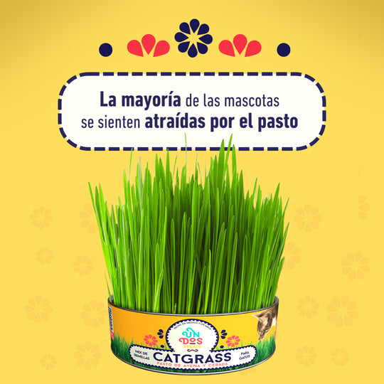 Cat Grass Mix Avena y Cebada, Pasto para Gato