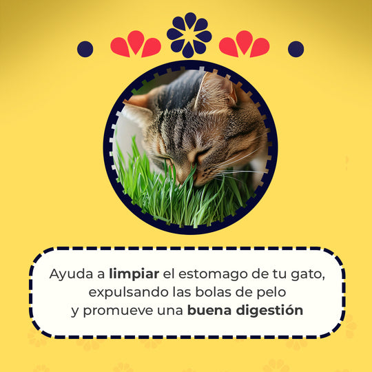 Cat Grass Mix Avena y Cebada, Pasto para Gato