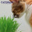 Catgrass de Trigo, Pasto para Gato