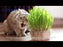 Catgrass Seeds Semillas de pasto de trigo para gatos