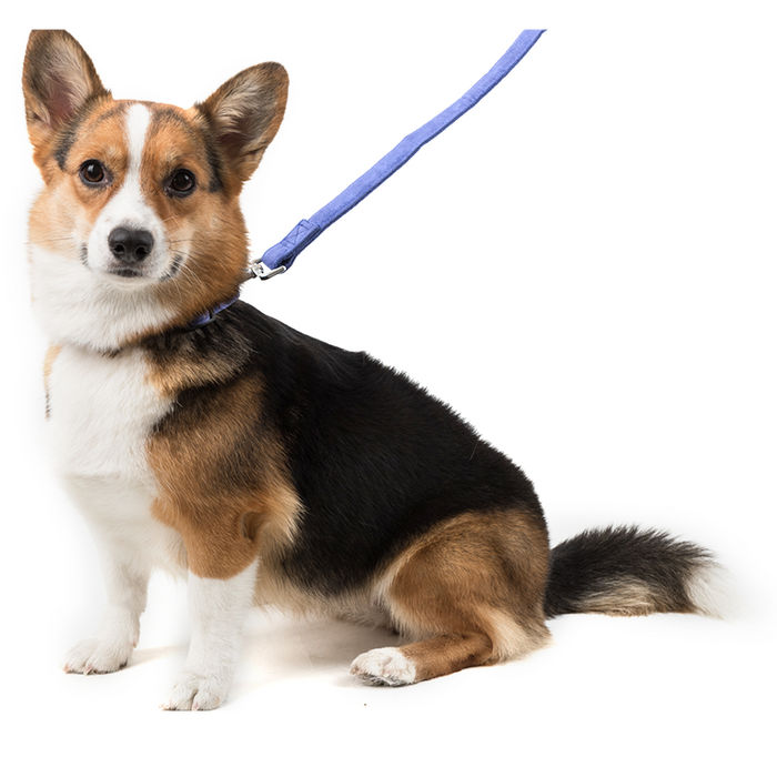 Correa de Microfibra - Chico Dogline